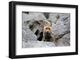 Red Fox-Reiner Bernhardt-Framed Photographic Print