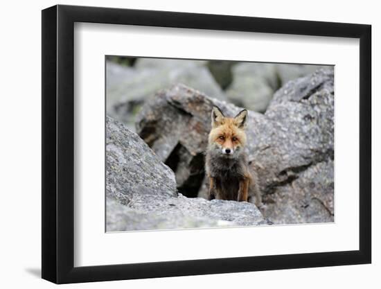 Red Fox-Reiner Bernhardt-Framed Photographic Print