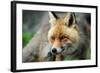 Red Fox-Reiner Bernhardt-Framed Photographic Print