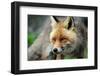 Red Fox-Reiner Bernhardt-Framed Photographic Print