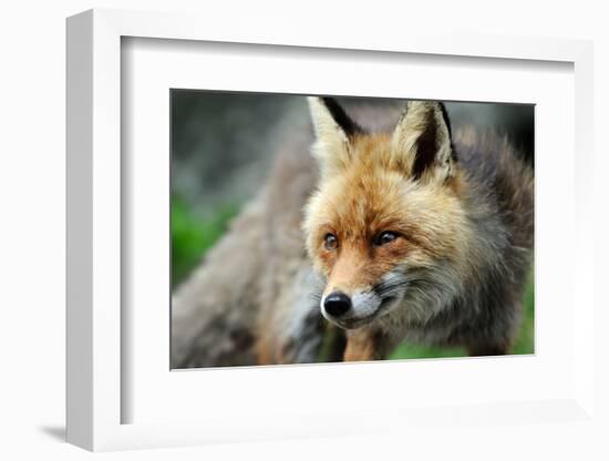 Red Fox-Reiner Bernhardt-Framed Photographic Print