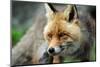 Red Fox-Reiner Bernhardt-Mounted Photographic Print