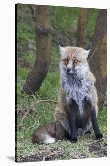 Red Fox-Hal Beral-Stretched Canvas