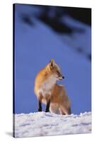 Red Fox-DLILLC-Stretched Canvas