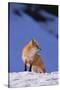 Red Fox-DLILLC-Stretched Canvas