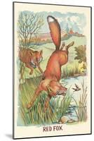 Red Fox-null-Mounted Art Print