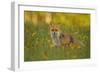 Red Fox-Assaf Gavra-Framed Giclee Print