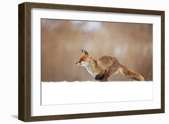 Red Fox-Milan Zygmunt-Framed Giclee Print