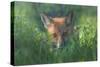 Red Fox-Larry Deng-Stretched Canvas