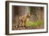 Red Fox-Milan Zygmunt-Framed Giclee Print