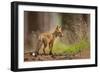 Red Fox-Milan Zygmunt-Framed Giclee Print