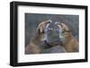 Red Foxes (Vulpes Vulpes) Fighting-Edwin Giesbers-Framed Premium Photographic Print