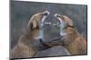 Red Foxes (Vulpes Vulpes) Fighting-Edwin Giesbers-Mounted Premium Photographic Print