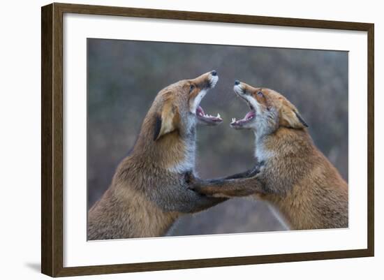 Red Foxes (Vulpes Vulpes) Fighting-Edwin Giesbers-Framed Photographic Print