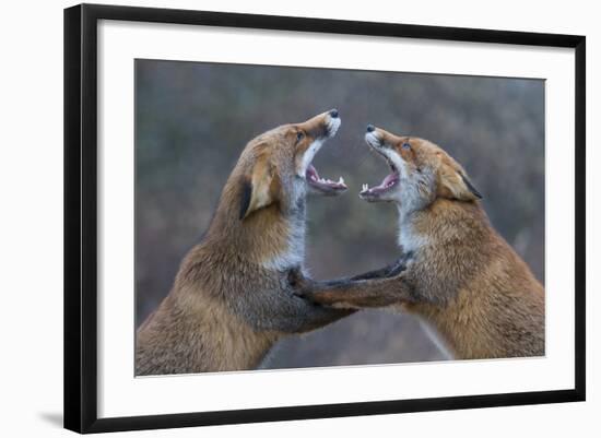 Red Foxes (Vulpes Vulpes) Fighting-Edwin Giesbers-Framed Photographic Print