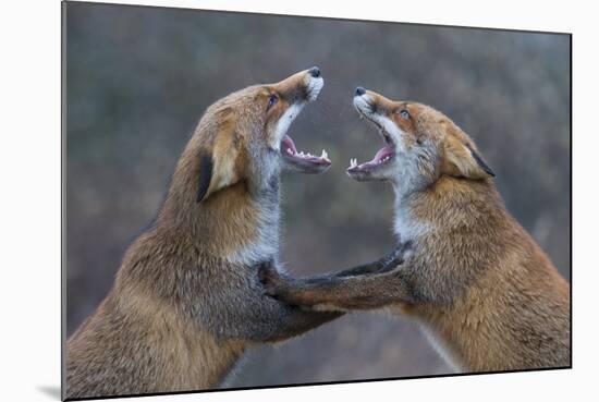 Red Foxes (Vulpes Vulpes) Fighting-Edwin Giesbers-Mounted Photographic Print