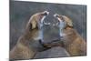 Red Foxes (Vulpes Vulpes) Fighting-Edwin Giesbers-Mounted Photographic Print