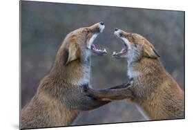 Red Foxes (Vulpes Vulpes) Fighting-Edwin Giesbers-Mounted Photographic Print