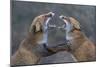 Red Foxes (Vulpes Vulpes) Fighting-Edwin Giesbers-Mounted Photographic Print