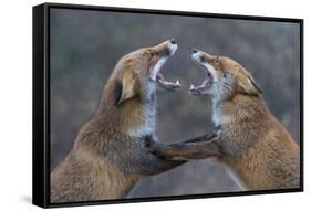 Red Foxes (Vulpes Vulpes) Fighting-Edwin Giesbers-Framed Stretched Canvas