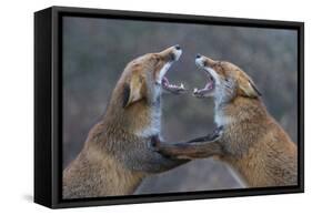 Red Foxes (Vulpes Vulpes) Fighting-Edwin Giesbers-Framed Stretched Canvas