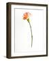 Red Fringe-Will Wilkinson-Framed Photographic Print