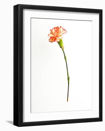 Red Fringe-Will Wilkinson-Framed Photographic Print