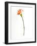 Red Fringe-Will Wilkinson-Framed Photographic Print