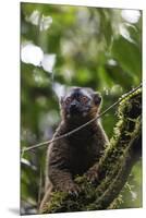 Red-fronted brown lemur (Eulemur rufifrons), Ranomafana National Park, central area, Madagascar, Af-Christian Kober-Mounted Premium Photographic Print