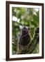 Red-fronted brown lemur (Eulemur rufifrons), Ranomafana National Park, central area, Madagascar, Af-Christian Kober-Framed Photographic Print