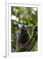 Red-fronted brown lemur (Eulemur rufifrons), Ranomafana National Park, central area, Madagascar, Af-Christian Kober-Framed Photographic Print