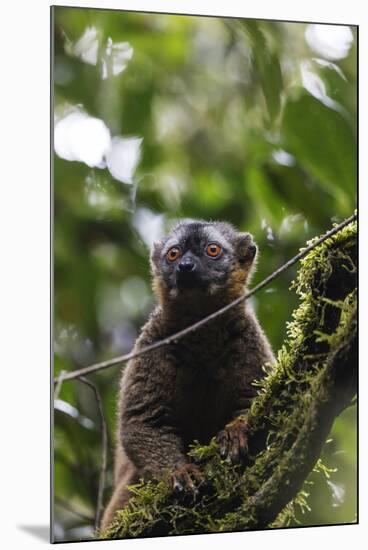 Red-fronted brown lemur (Eulemur rufifrons), Ranomafana National Park, central area, Madagascar, Af-Christian Kober-Mounted Photographic Print