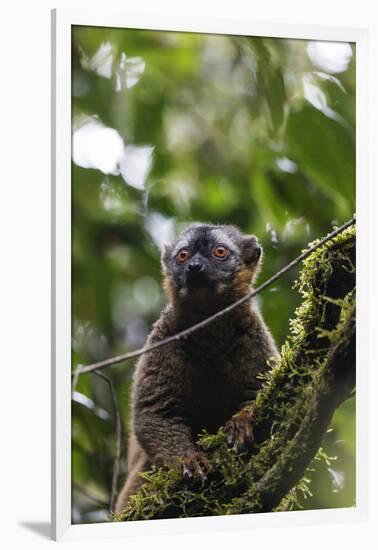 Red-fronted brown lemur (Eulemur rufifrons), Ranomafana National Park, central area, Madagascar, Af-Christian Kober-Framed Photographic Print