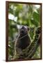 Red-fronted brown lemur (Eulemur rufifrons), Ranomafana National Park, central area, Madagascar, Af-Christian Kober-Framed Photographic Print