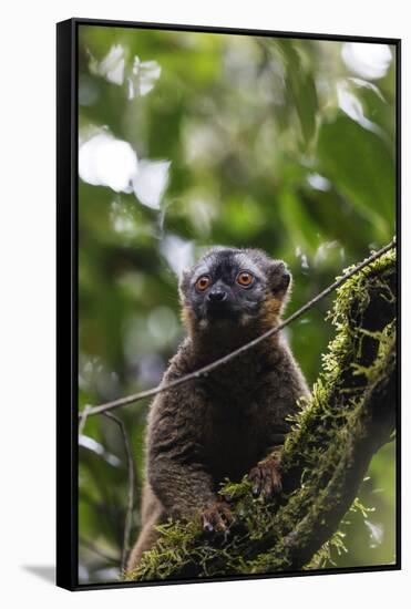 Red-fronted brown lemur (Eulemur rufifrons), Ranomafana National Park, central area, Madagascar, Af-Christian Kober-Framed Stretched Canvas