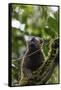 Red-fronted brown lemur (Eulemur rufifrons), Ranomafana National Park, central area, Madagascar, Af-Christian Kober-Framed Stretched Canvas