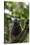 Red-fronted brown lemur (Eulemur rufifrons), Ranomafana National Park, central area, Madagascar, Af-Christian Kober-Stretched Canvas