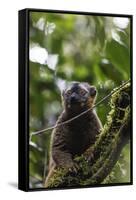 Red-fronted brown lemur (Eulemur rufifrons), Ranomafana National Park, central area, Madagascar, Af-Christian Kober-Framed Stretched Canvas