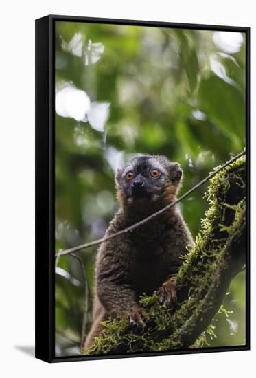 Red-fronted brown lemur (Eulemur rufifrons), Ranomafana National Park, central area, Madagascar, Af-Christian Kober-Framed Stretched Canvas