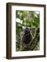 Red-fronted brown lemur (Eulemur rufifrons), Ranomafana National Park, central area, Madagascar, Af-Christian Kober-Framed Photographic Print