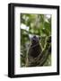 Red-fronted brown lemur (Eulemur rufifrons), Ranomafana National Park, central area, Madagascar, Af-Christian Kober-Framed Photographic Print