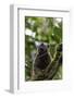 Red-fronted brown lemur (Eulemur rufifrons), Ranomafana National Park, central area, Madagascar, Af-Christian Kober-Framed Photographic Print