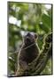 Red-fronted brown lemur (Eulemur rufifrons), Ranomafana National Park, central area, Madagascar, Af-Christian Kober-Mounted Photographic Print