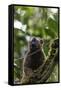 Red-fronted brown lemur (Eulemur rufifrons), Ranomafana National Park, central area, Madagascar, Af-Christian Kober-Framed Stretched Canvas