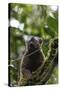 Red-fronted brown lemur (Eulemur rufifrons), Ranomafana National Park, central area, Madagascar, Af-Christian Kober-Stretched Canvas