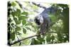 Red Fronted Brown Lemur (Eulemur Rufifrons), Ranomafana National Park, Madagascar Central Highlands-Matthew Williams-Ellis-Stretched Canvas