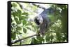 Red Fronted Brown Lemur (Eulemur Rufifrons), Ranomafana National Park, Madagascar Central Highlands-Matthew Williams-Ellis-Framed Stretched Canvas