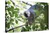 Red Fronted Brown Lemur (Eulemur Rufifrons), Ranomafana National Park, Madagascar Central Highlands-Matthew Williams-Ellis-Stretched Canvas