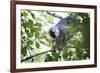 Red Fronted Brown Lemur (Eulemur Rufifrons), Ranomafana National Park, Madagascar Central Highlands-Matthew Williams-Ellis-Framed Photographic Print