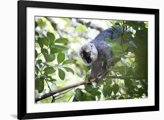 Red Fronted Brown Lemur (Eulemur Rufifrons), Ranomafana National Park, Madagascar Central Highlands-Matthew Williams-Ellis-Framed Photographic Print